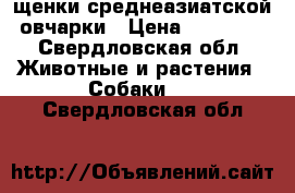 щенки среднеазиатской овчарки › Цена ­ 15 000 - Свердловская обл. Животные и растения » Собаки   . Свердловская обл.